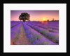 Lavender field at sunset by Assaf Frank